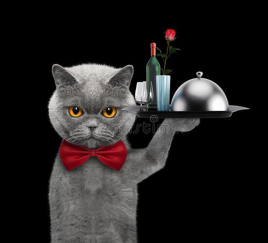 waiter-cat-dishes-wine-rose-isolated-black-background-138023345