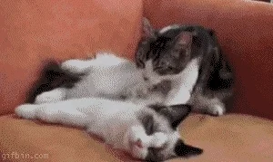 cat massage GIF