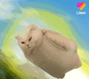 Happy Cat GIF by Likee US