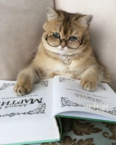 Book Club Cat GIF
