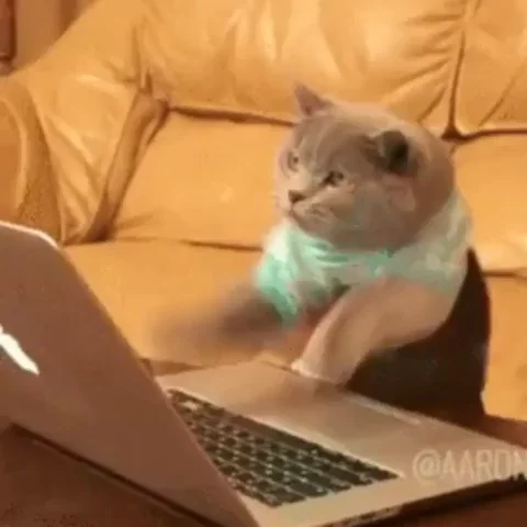 Work From Home Cat GIF by JustViral