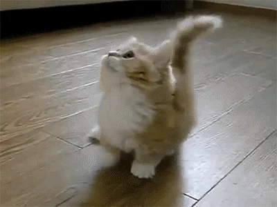 Excited Cat GIF